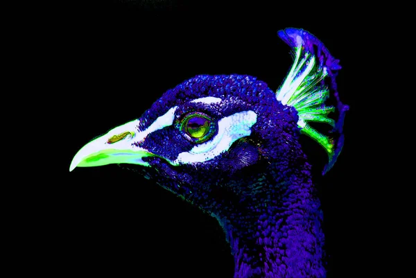 Peacock Tecken Illustration Pop Art Bakgrund Ikon Med Färg Fläckar — Stockfoto