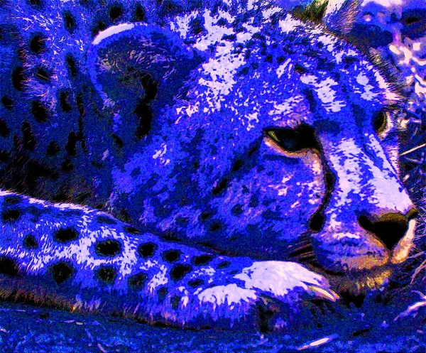 Cheetah Felino Grande Porte Que Habita Maior Parte África Parte — Fotografia de Stock