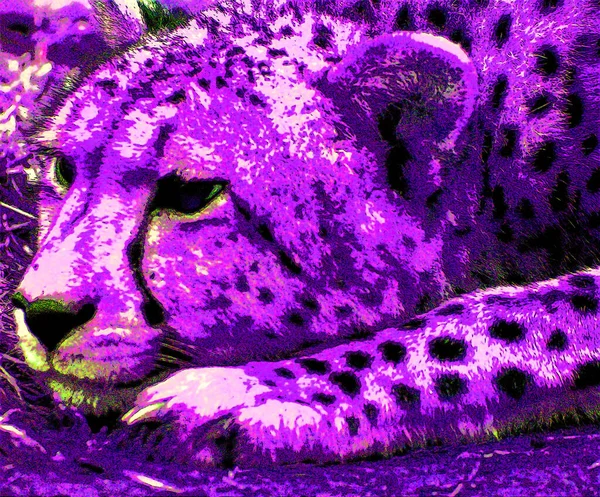 猎豹是一种生活在非洲大部分地区的大型猫科动物 也是中东标志的一部分 它展示了带有彩色斑点的流行艺术背景图标 — 图库照片