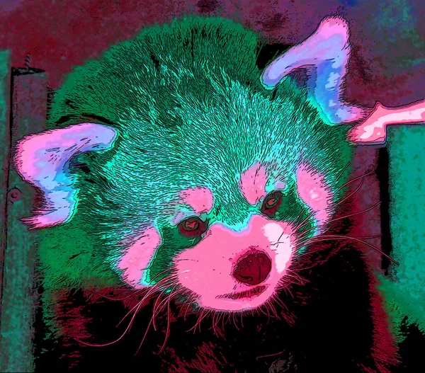 Cute Red Panda Sign Illustration Pop Art Background Icon Color — Stock Photo, Image