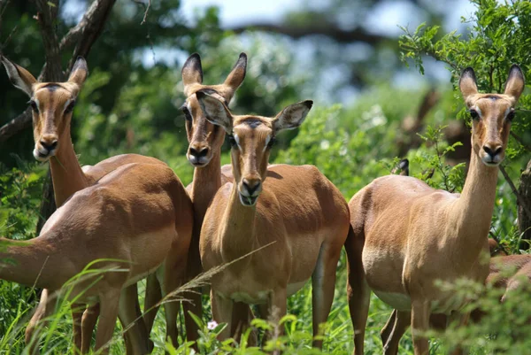 Hluhluwe Imfolozi Parkındaki Impalas Güney Afrika — Stok fotoğraf