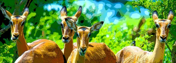 Impalas Hluhluwe Imfolozi Parco Sud Africa Segno Illustrazione Pop Art — Foto Stock