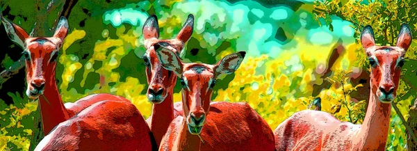 Impalas Hluhluwe Imfolozi公园南非标志上有彩斑的流行艺术背景图标 — 图库照片