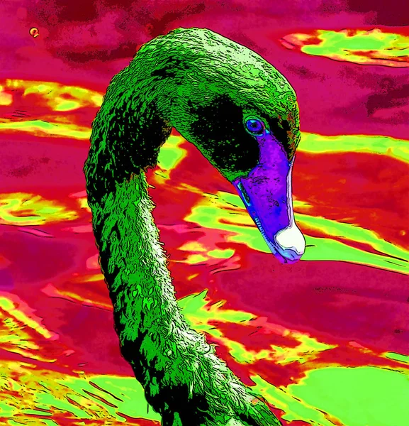 Black Swan 오스트레일리아에서 번식하는 백조의 일종이다 뉴질랜드 Pop Art Background — 스톡 사진