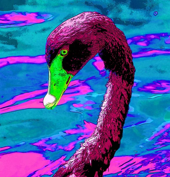 Cisne Negro Uma Ave Aquática Grande Uma Espécie Cisne Que — Fotografia de Stock