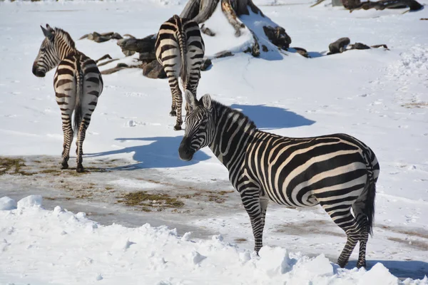 Wintertijd Zebra Zijn Verschillende Soorten Afrikaanse Paardachtigen Paardenfamilie Verenigd Door — Stockfoto