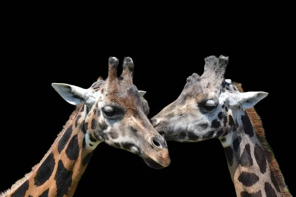 Zürafa Giraffa Camelopardalis Afrika Yaşayan Tek Ayak Parmaklı Karada Yaşayan — Stok fotoğraf