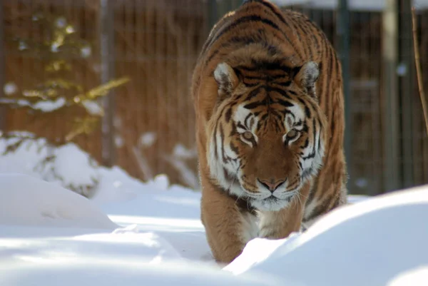 Прекрасный Тигр Снегу Зимой — стоковое фото