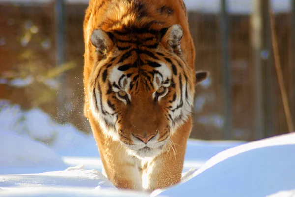 Beautiful Tiger Snow Winter Time — Stockfoto