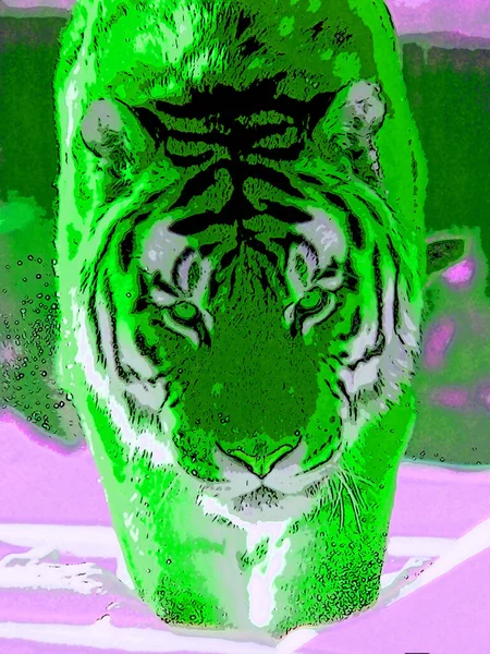 Tiger Tegn Illustration Pop Art Baggrund Ikon Med Farve Pletter - Stock-foto