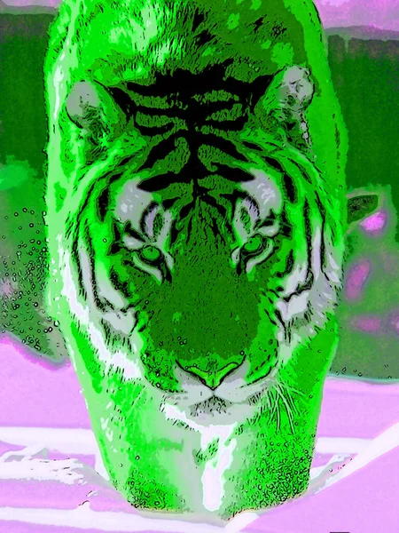 Tigre Signo Ilustración Pop Art Icono Fondo Con Manchas Color — Foto de Stock