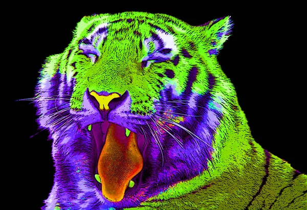 타이거 Tiger Pop Art Background Icon Color Spot — 스톡 사진