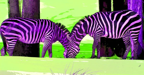 Zebras Tecken Illustration Pop Art Bakgrund Ikon Med Färgfläckar — Stockfoto