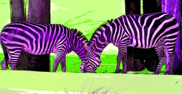 Zebras Sign Illustration Pop Art Background Icon Color Spots — Stock Photo, Image