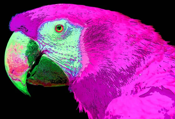 Scarlet Macaw Ara Macao Πινακίδα Εικονογράφηση Pop Art Φόντο Εικονίδιο — Φωτογραφία Αρχείου