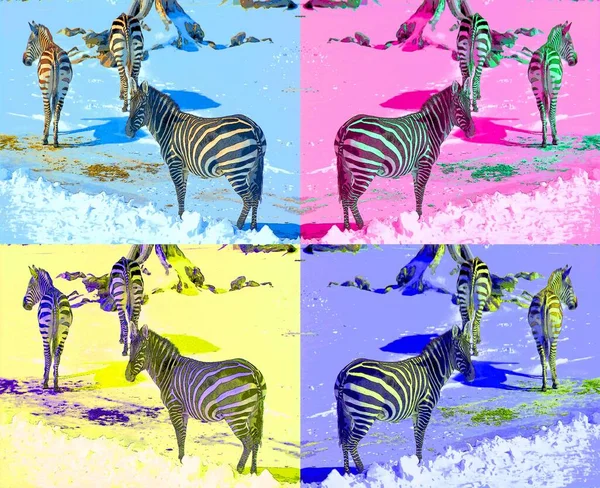Cebras Signo Ilustración Pop Art Icono Fondo Con Manchas Color —  Fotos de Stock