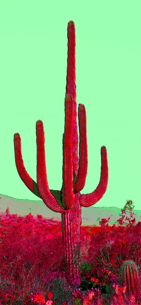 Människa Som Saguaro Castus Arizona Usa Tecken Illustration Pop Art — Stockfoto