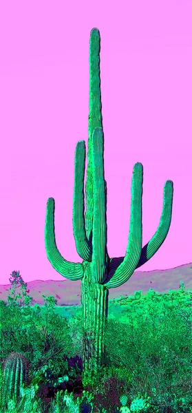 Humano Como Saguaro Castus Arizona Signo Ilustración Pop Art Fondo —  Fotos de Stock