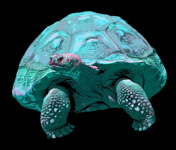 Galapagos Skildpadde Eller Galapagos Kæmpe Skildpadde Den Største Levende Art - Stock-foto
