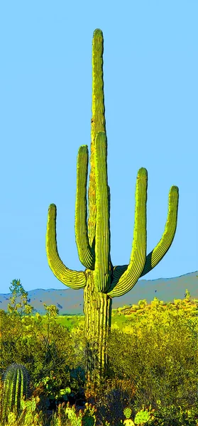 Mens Zoals Saguaro Castus Arizona Usa Tekenen Illustratie Pop Art — Stockfoto