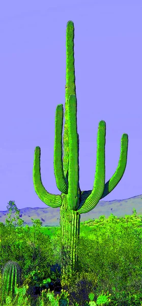 Humano Como Saguaro Castus Arizona Signo Ilustración Pop Art Fondo — Foto de Stock