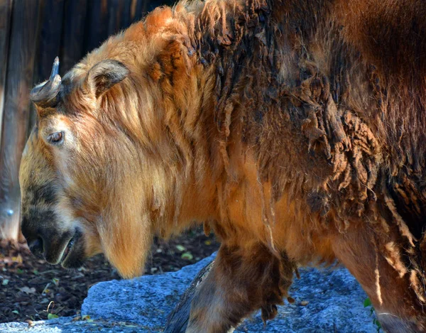 Takin Zwany Także Kozią Kozicą Bydlęcą Lub Kozą Gnu Jest — Zdjęcie stockowe