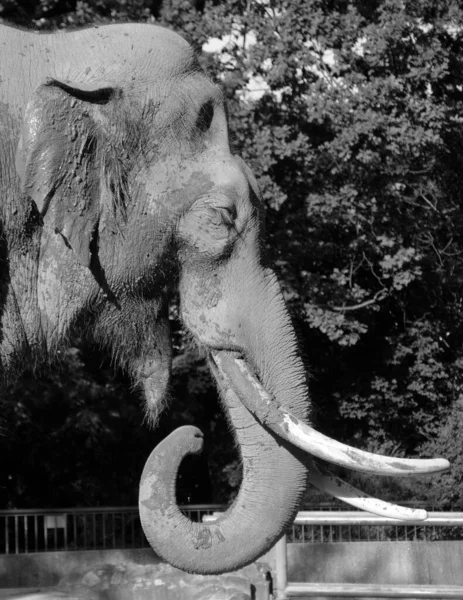 Elefante Asiático Asiático Elephas Maximus Única Espécie Viva Gênero Elephas — Fotografia de Stock