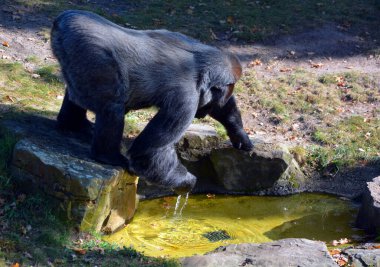 Goriller, Orta Afrika ormanlarında yaşayan, çoğunlukla otobur maymunlardır. Gorillerin DNA 'sı insanlarınkine çok benzer. Yüzde 95-99 oranında.