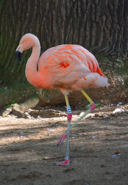 Flamingók Vagy Flamingók Mocsaras Madarak Egy Típusa Phoenicopteridae Család Egyetlen — Stock Fotó