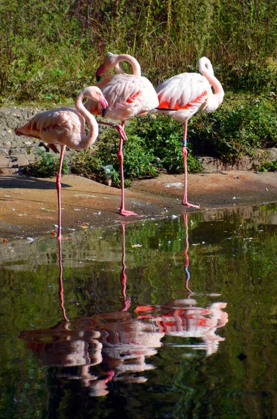 Flamingos Flamingoes Type Wading Bird Only Genus Family Phoenicopteridae Four — Stock Photo, Image