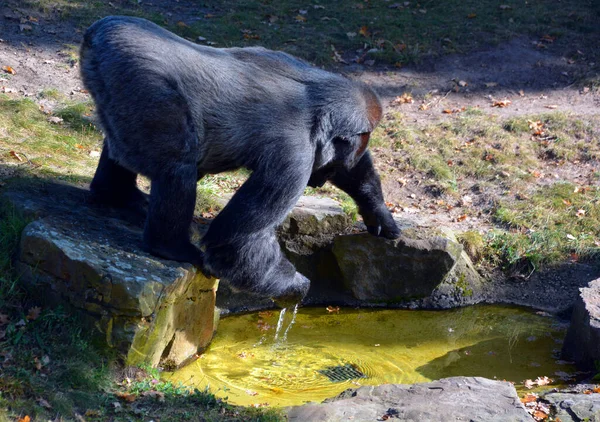Goriller, Orta Afrika ormanlarında yaşayan, çoğunlukla otobur maymunlardır. Gorillerin DNA 'sı insanlarınkine çok benzer. Yüzde 95-99 oranında.