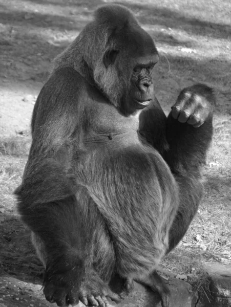 Gorilla Zijn Grondbewoners Voornamelijk Plantenetende Apen Die Bossen Van Centraal — Stockfoto