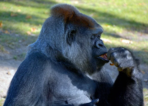 Gorillas Ground Dwelling Predominantly Herbivorous Apes Inhabit Forests Central Africa — Stock Photo, Image