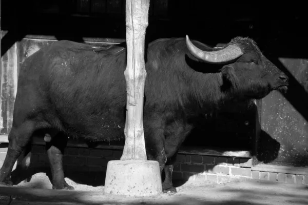 Vattenbuffeln Eller Den Inhemska Asiatiska Vattenbuffeln Vatten — Stockfoto