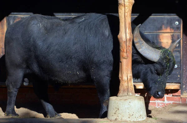 Vattenbuffeln Eller Den Inhemska Asiatiska Vattenbuffeln Vatten — Stockfoto