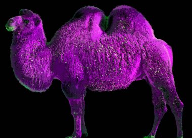 Deve, Camelus cinsi içinde, arka tabela çiziminde hörgüçler olarak bilinen belirgin yağ birikintileri taşıyan renk lekeli pop-art arkaplan ikonu.
