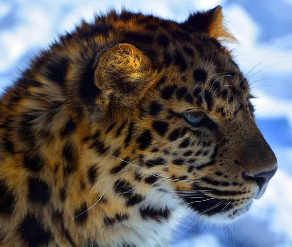 Leopardo Amur Uma Subespécie Leopardo Nativa Região Primorye Sudeste Rússia — Fotografia de Stock