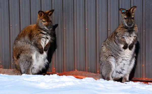 Invierno Wallaby Cualquier Animal Perteneciente Familia Macropodidae Que Más Pequeño —  Fotos de Stock