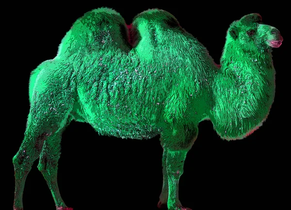 Camel Ungulado Dentro Gênero Camelus Tendo Depósitos Gordura Distintivos Conhecidos — Fotografia de Stock
