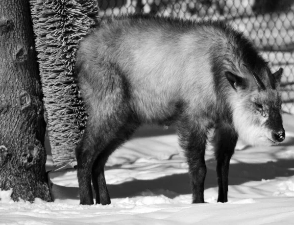 Black White Photo Furry Animal Snow Zoo — Stockfoto