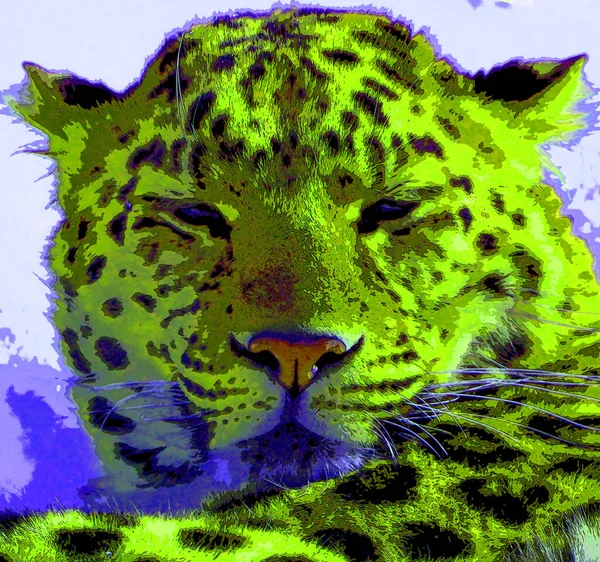 Amur Leopard Leopard Underart Hemma Primorye Regionen Sydöstra Ryssland Och — Stockfoto