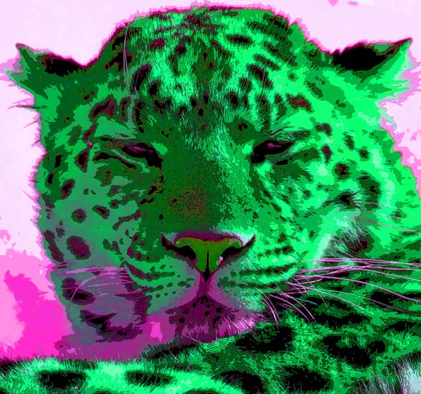 Leopardo Amur Una Subespecie Leopardo Nativa Región Primorye Sureste Rusia — Foto de Stock