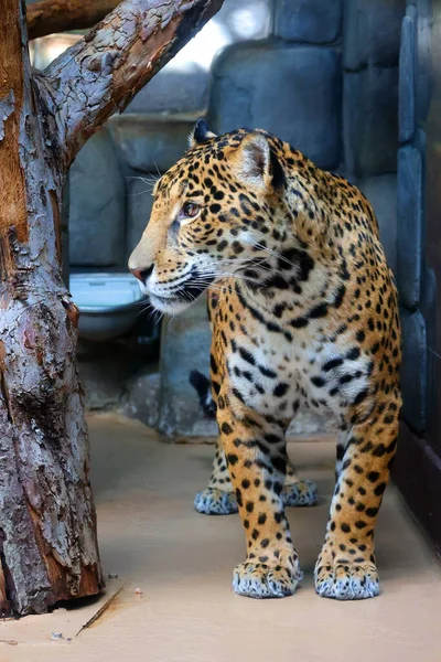 Jaguar Cub Een Kattensoort Uit Familie Van Panthera Jaguar Derde — Stockfoto