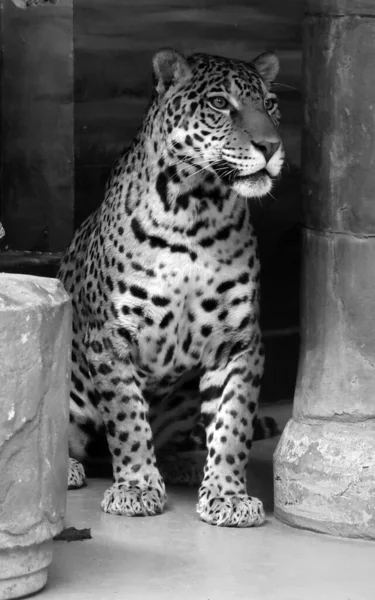 Petit Jaguar Est Félin Genre Panthera Seule Espèce Existante Panthera — Photo