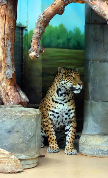 Jaguar Cub Uma Espécie Felino Gênero Panthera Nativa Das Américas — Fotografia de Stock