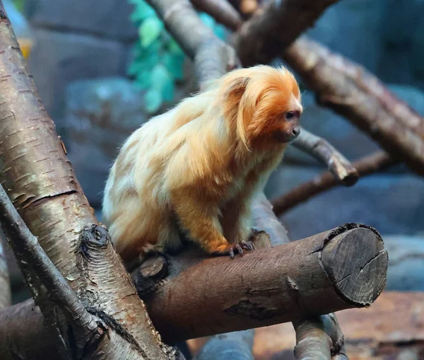 Cute Małpa Drzewie Zoo — Zdjęcie stockowe
