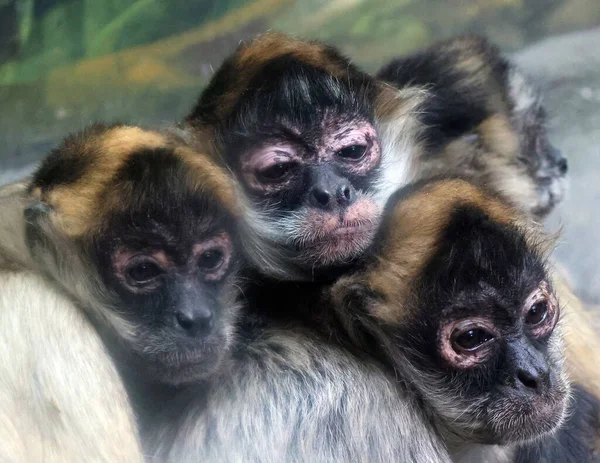 Close Group Monkeys Zoo — Zdjęcie stockowe