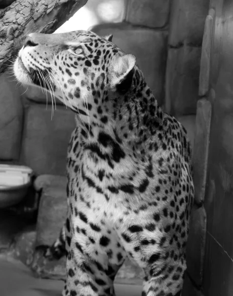 Jaguar Cub Feline Panthera Genus Only Extant Panthera Species Native — Stock Photo, Image