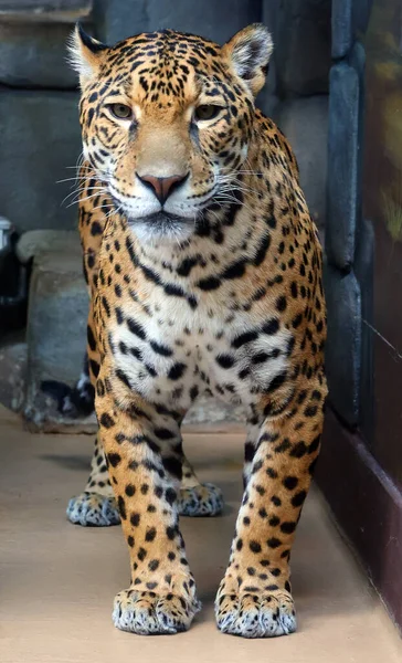 Jaguar Cub Jest Kotem Rodzaju Panthera Jedynym Istniejącym Gatunkiem Panthera — Zdjęcie stockowe