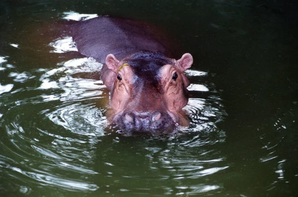 Wild African Hippo Water — Stock fotografie